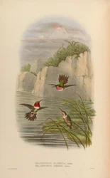 Selasphorus ardens Male, Female Selasphorus flammula Male
